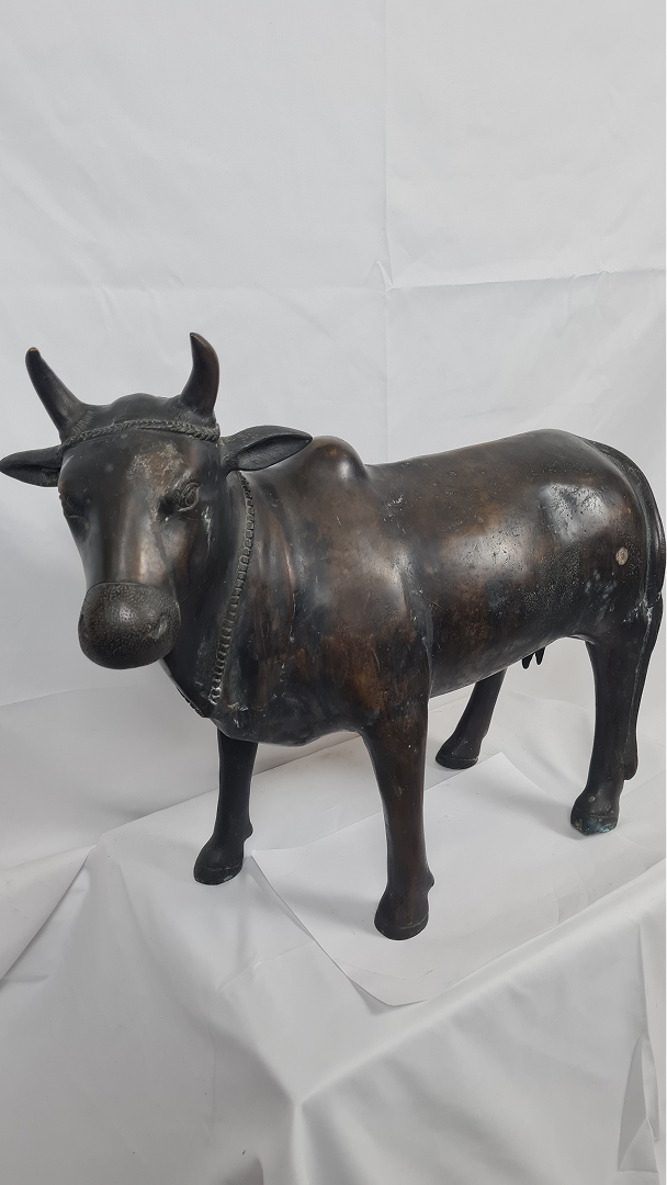 Vache sacrée Inde — 2